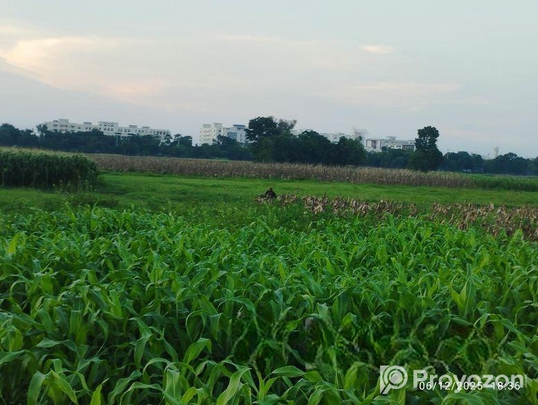 নতুন কুষ্টিয়া মেডিকেল কলেজ এর পিছনে ১০ শতক স্কয়ার