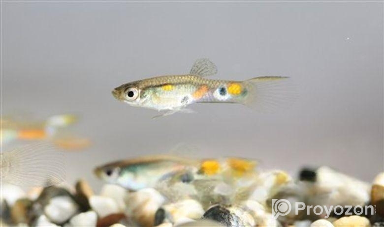 গাপ পি মাছ