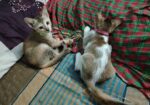 দুটি বিড়াল একসাথে এডাপশন