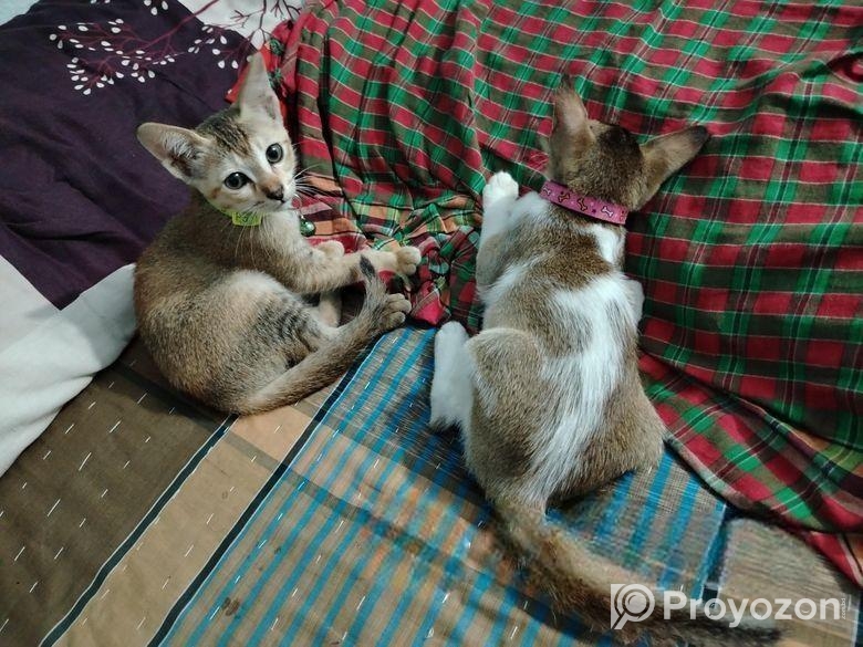 দুটি বিড়াল একসাথে এডাপশন