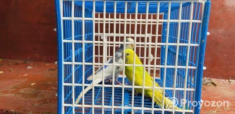 ফুল সেটআপসহ পাখি