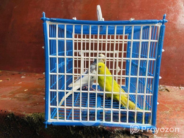 ফুল সেটআপসহ পাখি