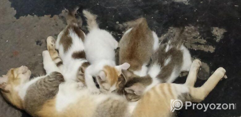 ছোট বিড়ালের বাচ্চা