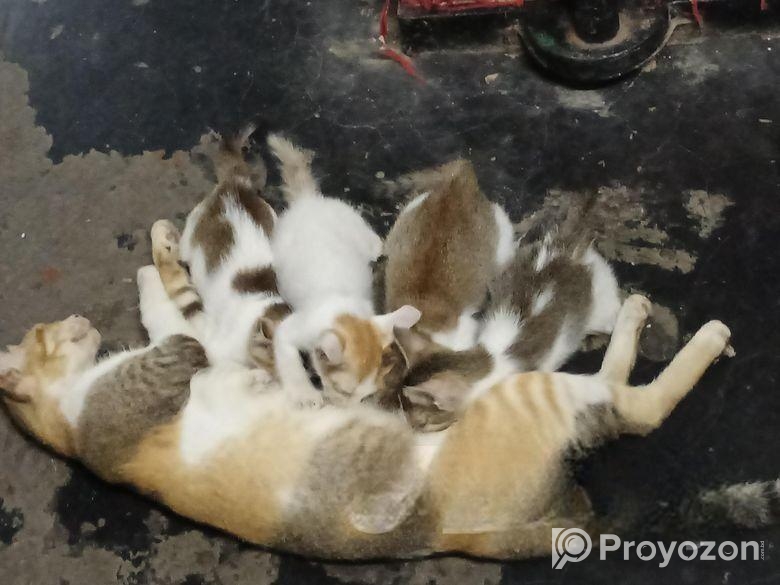 ছোট বিড়ালের বাচ্চা