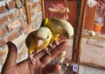 Pineapple conure half tame