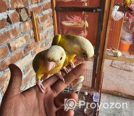 Pineapple conure half tame