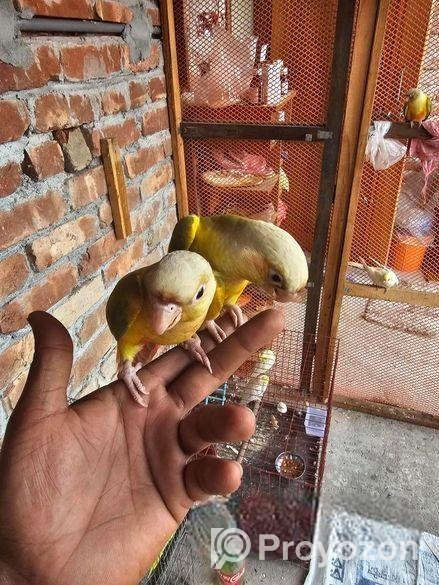Pineapple conure half tame