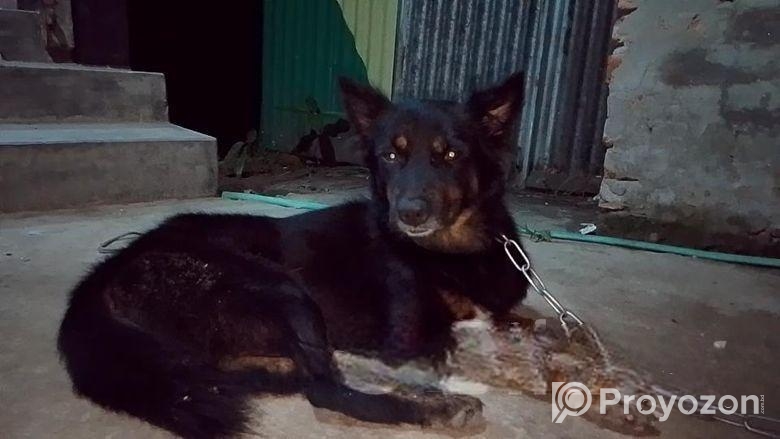 জার্মান সেপার্ড