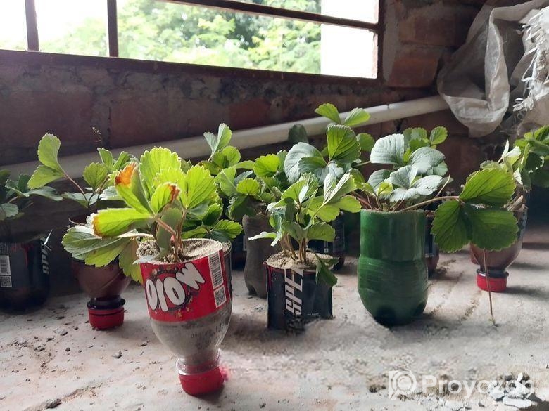 স্ট্রবেরি চারা