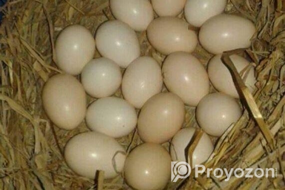 Original chicken egg
