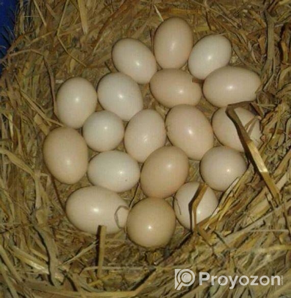 Original chicken egg