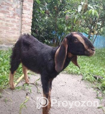 খাশি বিক্রি হবে