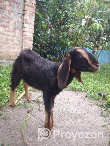 খাশি বিক্রি হবে