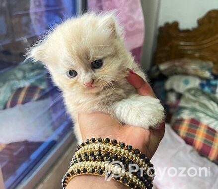 Pure Persian Kitten Cat