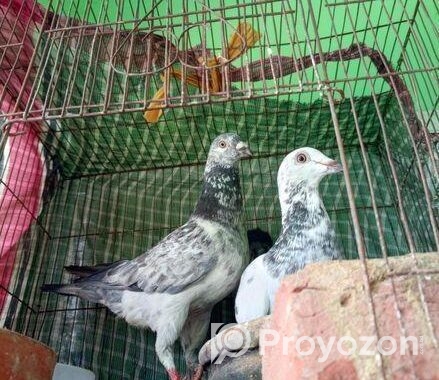 গিরিজাল কবুতর