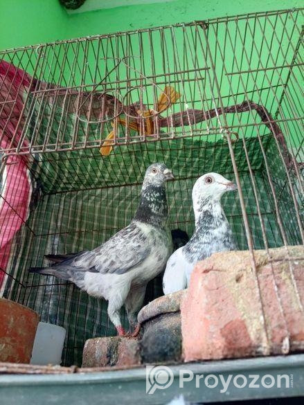 গিরিজাল কবুতর