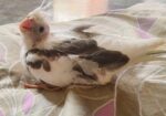 Cockatiel / কোকাটেল