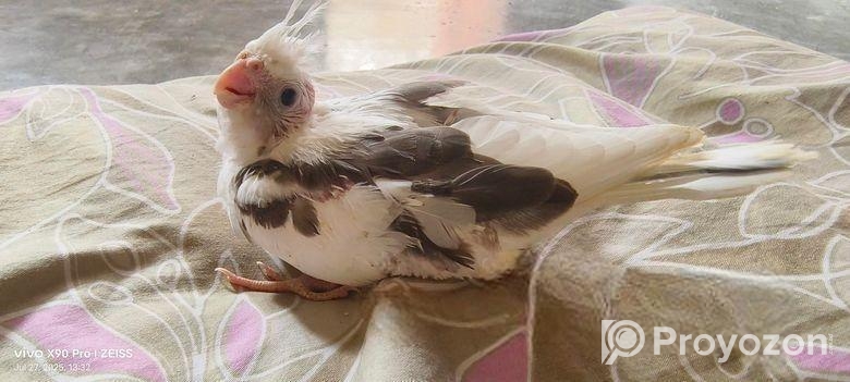 Cockatiel / কোকাটেল