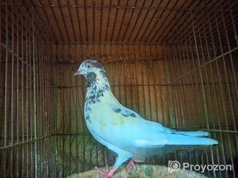 টেডি গিরিবাজ ক্রস মাদি