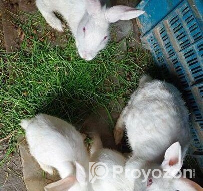 Rabbit sale