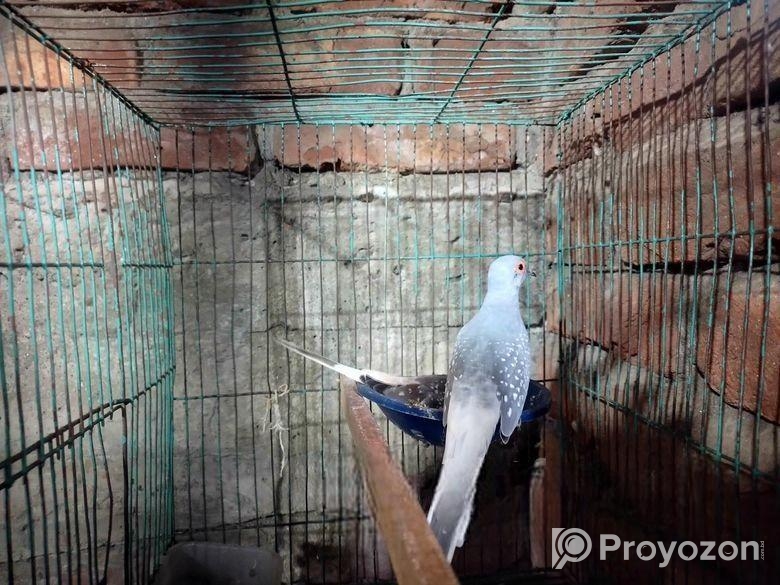 ডিমসহ ডায়মন্ড ডাব ঘুঘু বিক্রি করা হবে