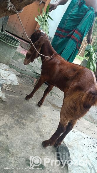 Totatupri Chagol Sell