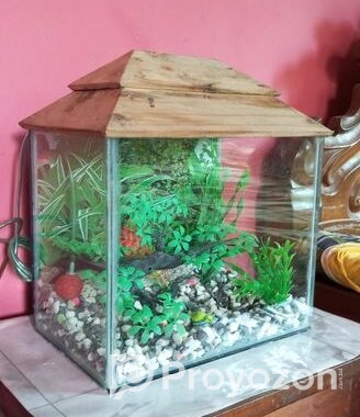 ফুল ফ্রেশ কন্ডিশনের একুরিয়াম