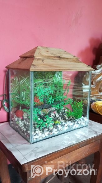 ফুল ফ্রেশ কন্ডিশনের একুরিয়াম