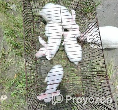 খরগোশ বিক্রি হবে