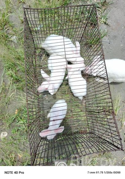 খরগোশ বিক্রি হবে
