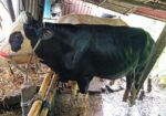 অস্ট্রেলিয়ান ষাড়