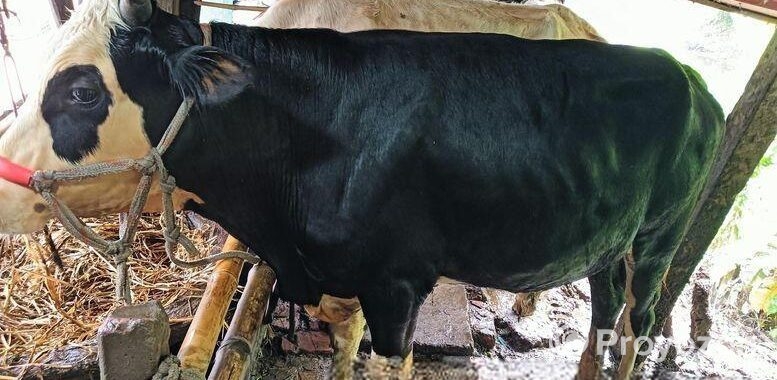 অস্ট্রেলিয়ান ষাড়