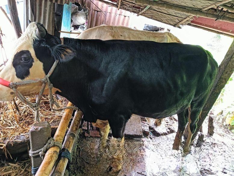 অস্ট্রেলিয়ান ষাড়