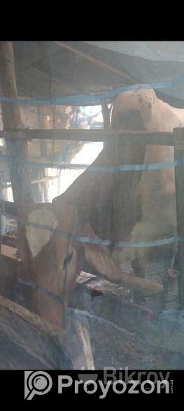 কোরবানির গরু