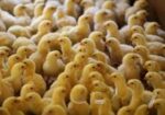 মুরগির বাচ্চা for sell