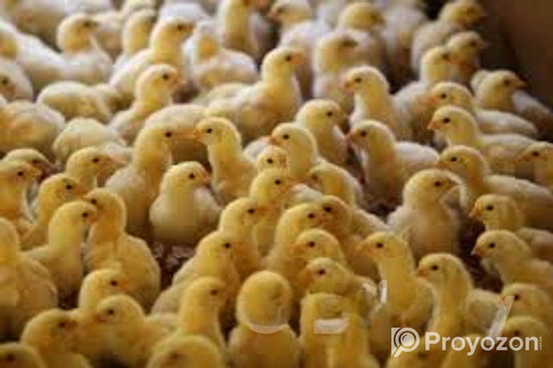 মুরগির বাচ্চা for sell