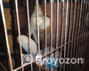 fitted-70_2025-07-28_17-40-08