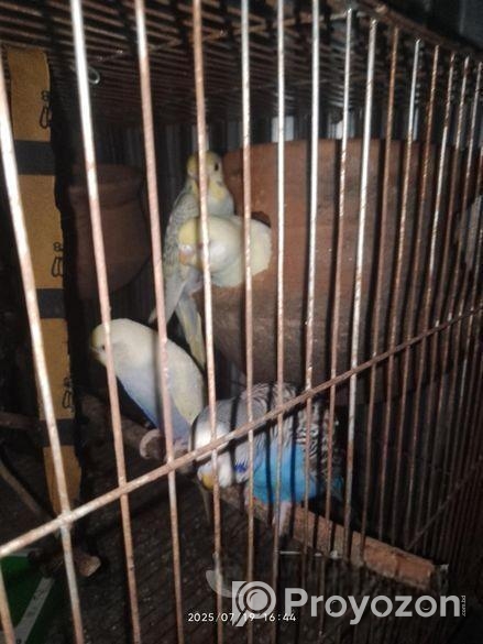 বাজরিগার পাখি