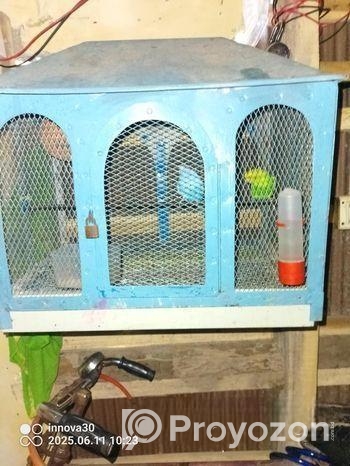 একজোরা বাজরিগার পাখি বিক্রি হবে