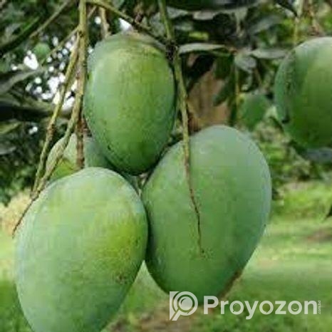 আম রুপালি নিজ বাগানের