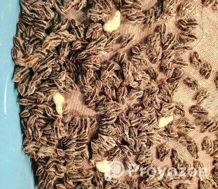 কোয়েল পাখির জিরো বাচ্চা