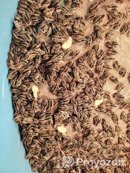 কোয়েল পাখির জিরো বাচ্চা