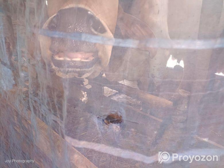 কোরবানির গরু