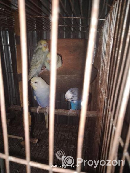 বাজরিগার পাখি