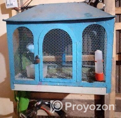 একজোরা বাজরিগার পাখি বিক্রি হবে
