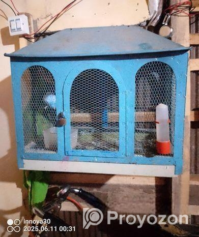 একজোরা বাজরিগার পাখি বিক্রি হবে