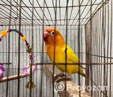 লাভ বার্ড