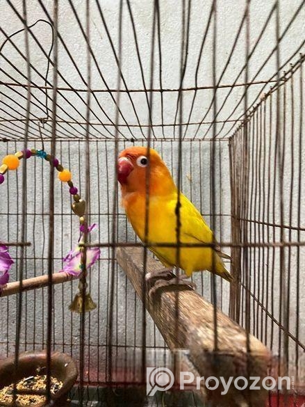 লাভ বার্ড