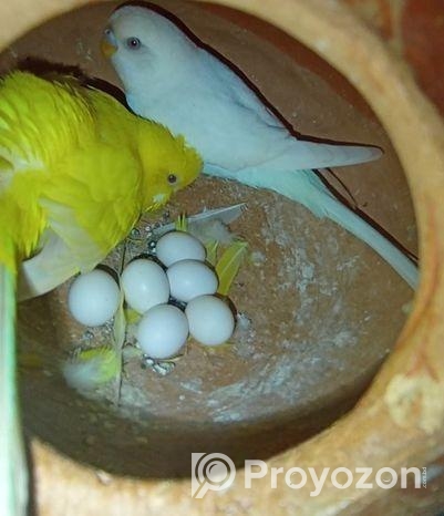ডিমপাড়া পোষা পাখি