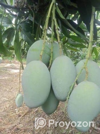 আম রুপালি নিজ বাগানের